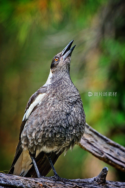 澳大利亚喜鹊（Gymnorhina tibicen）